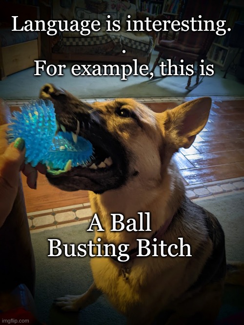 Dog Destroying Her Toy | Language is interesting. 
.
For example, this is; A Ball Busting Bitch | image tagged in language fun,german shepherd,female dog | made w/ Imgflip meme maker