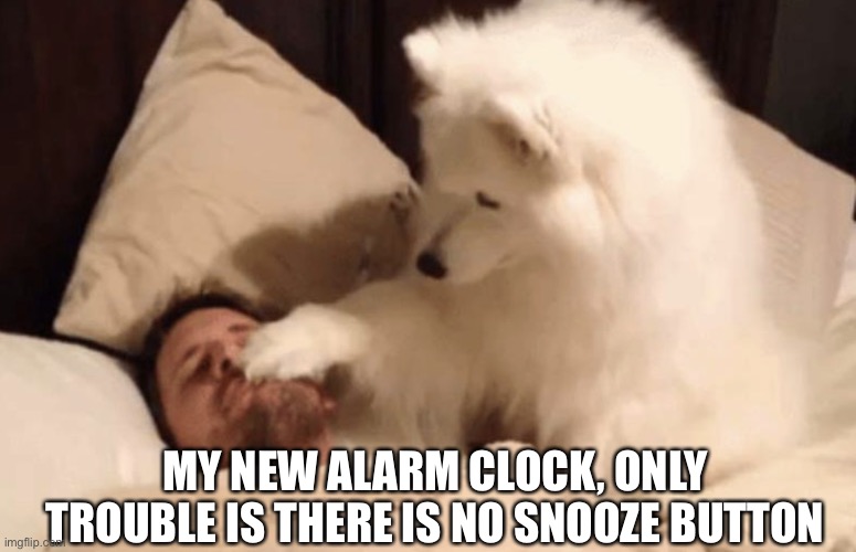 New Alarm Clock Without Snooze Button | MY NEW ALARM CLOCK, ONLY TROUBLE IS THERE IS NO SNOOZE BUTTON | image tagged in dog wake up,alarm clock,dog,sleeping,no snooze | made w/ Imgflip meme maker