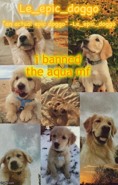 Doggo temp by doggo. Wait what that’s confusing | i banned the aqua mf | image tagged in doggo temp by doggo wait what that s confusing | made w/ Imgflip meme maker