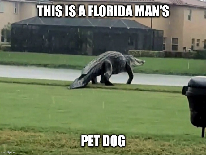 Florida Alligator | THIS IS A FLORIDA MAN'S PET DOG | image tagged in florida alligator | made w/ Imgflip meme maker