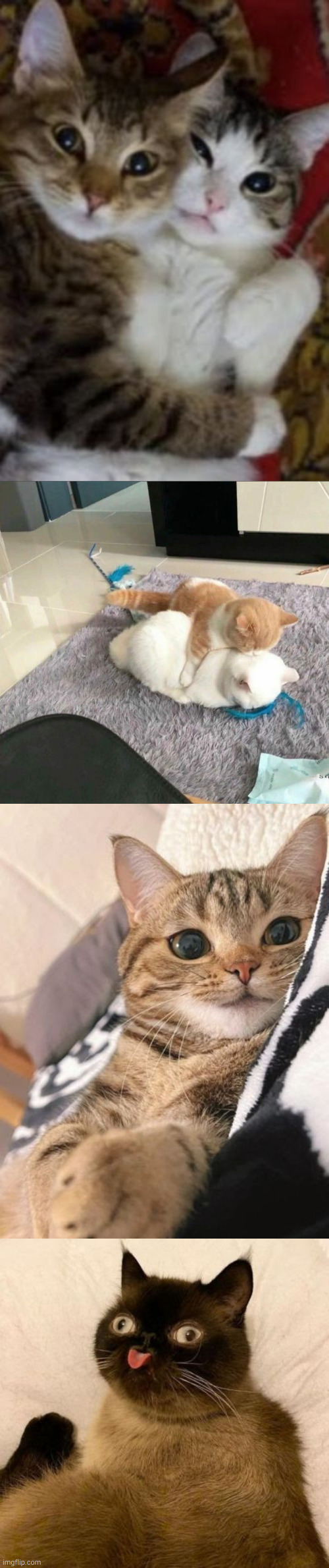 I'm so sorry all this is happening, here's some cute kitties you can use as eyebleach if they ever come back | made w/ Imgflip meme maker