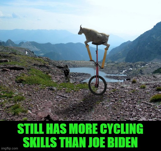 Goat on a unicycle | STILL HAS MORE CYCLING SKILLS THAN JOE BIDEN | image tagged in goat on a unicycle | made w/ Imgflip meme maker
