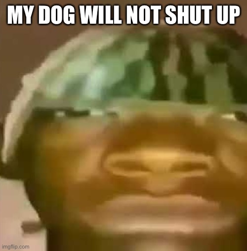 shitpost | MY DOG WILL NOT SHUT UP | image tagged in shitpost | made w/ Imgflip meme maker