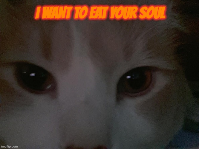 All cats are evil | I WANT TO EAT YOUR SOUL | image tagged in cats,evil | made w/ Imgflip meme maker