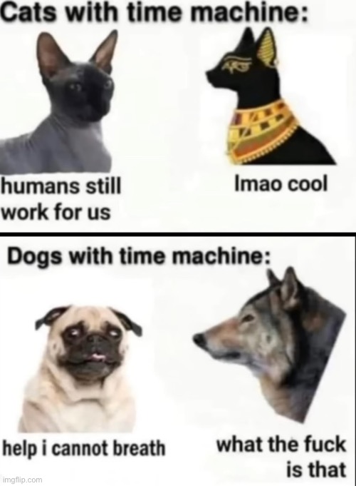 Dog/Cat Time Machine | image tagged in time travel,dogs,cats | made w/ Imgflip meme maker