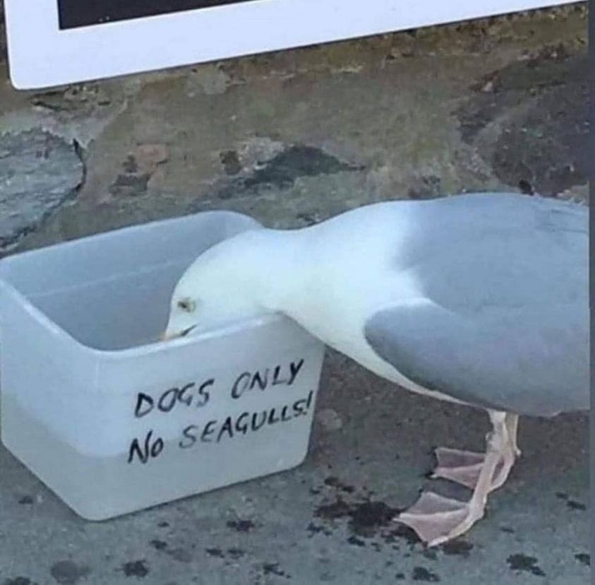 High Quality No seagulls Blank Meme Template