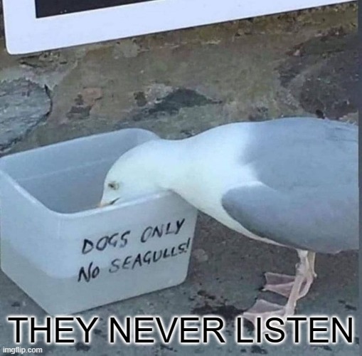 They never listen | THEY NEVER LISTEN | image tagged in no seagulls | made w/ Imgflip meme maker