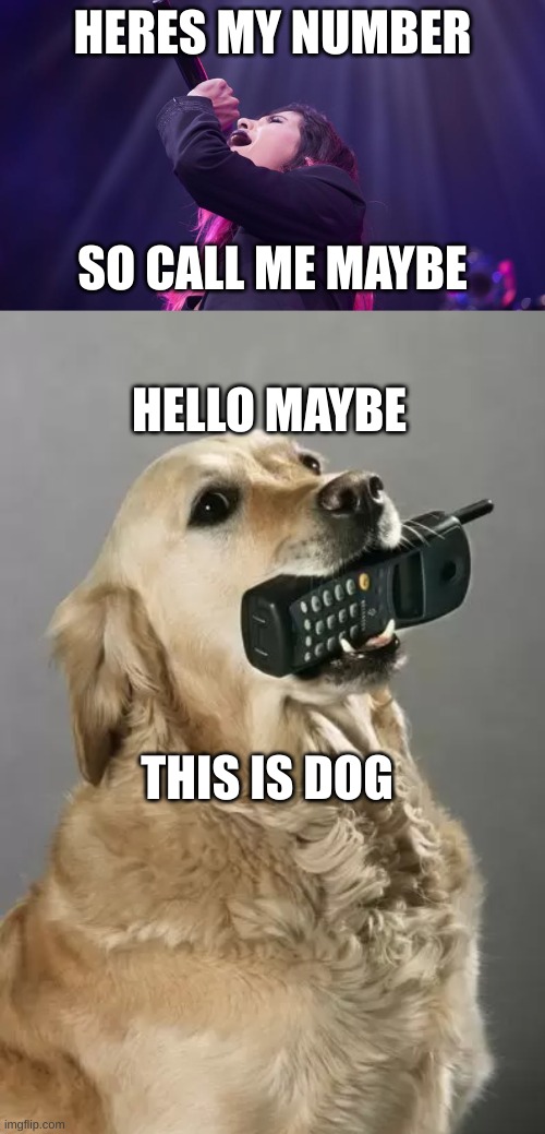 Bruh - 4.0 | HERES MY NUMBER; SO CALL ME MAYBE; HELLO MAYBE; THIS IS DOG | image tagged in dogs,memes,funny,bruh,lol,lol so funny | made w/ Imgflip meme maker
