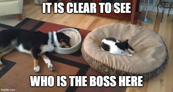 cat vs dog | IT IS CLEAR TO SEE; WHO IS THE BOSS HERE | image tagged in cat vs dog,cat,dog,pet bed,boss cat | made w/ Imgflip meme maker