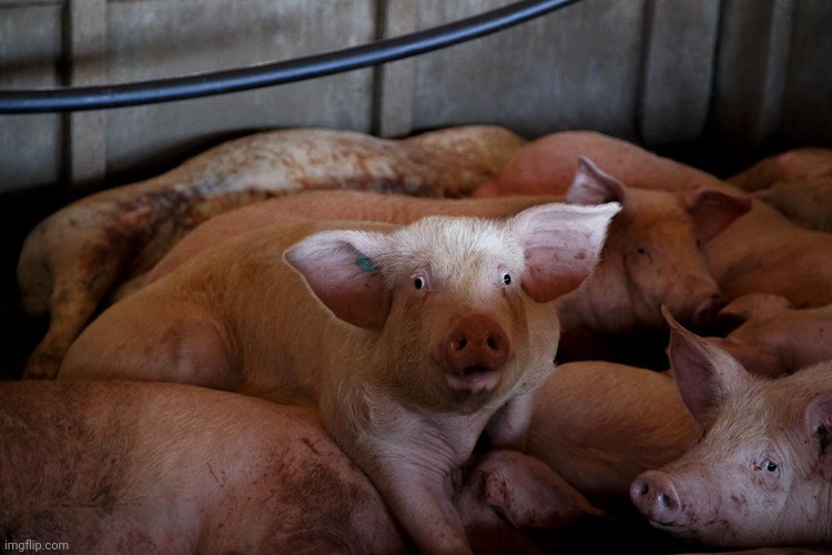 Shocked pig | image tagged in shocked pig | made w/ Imgflip meme maker