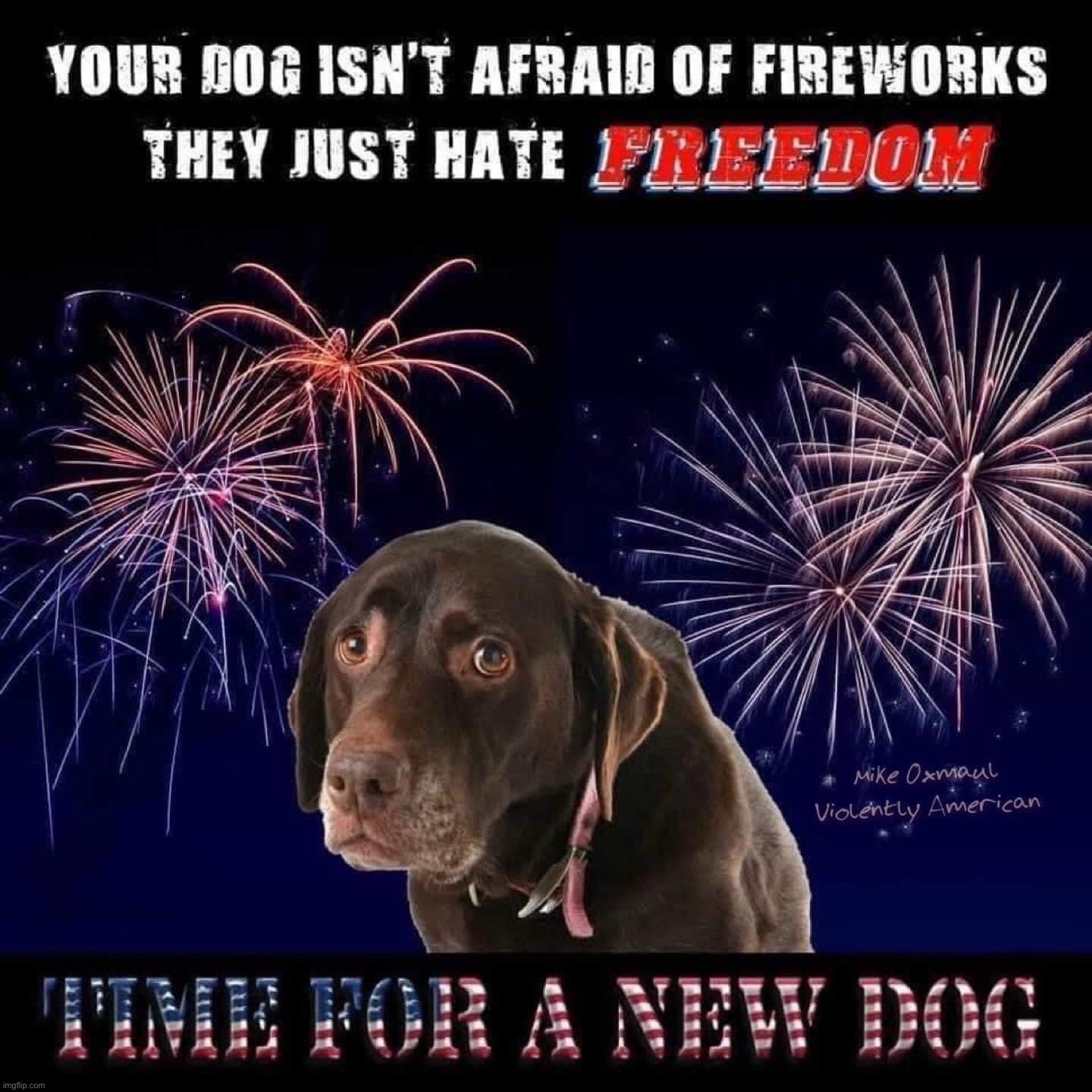 He wants to go back to the pound. Unbased, maga | image tagged in your dog hates freedom time for a new dog,maga,magaa,magaaa,magaaaa,magaaaaa | made w/ Imgflip meme maker