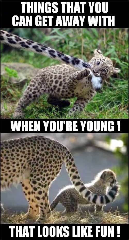 Parents Tolerate This Behaviour ! | THINGS THAT YOU CAN GET AWAY WITH; WHEN YOU'RE YOUNG ! THAT LOOKS LIKE FUN ! | image tagged in cats,big cats,young,tails,behaviour | made w/ Imgflip meme maker