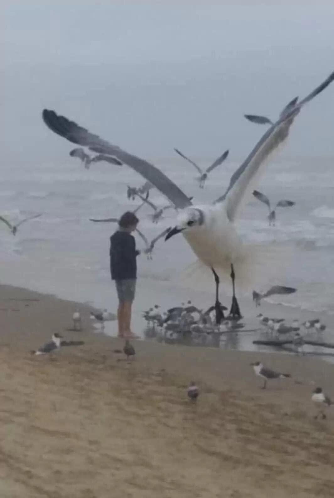 High Quality Giant seagull Blank Meme Template
