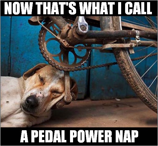 Definitely Dog Tired ! | NOW THAT'S WHAT I CALL; A PEDAL POWER NAP | image tagged in dogs,tired,pedal power,nap | made w/ Imgflip meme maker