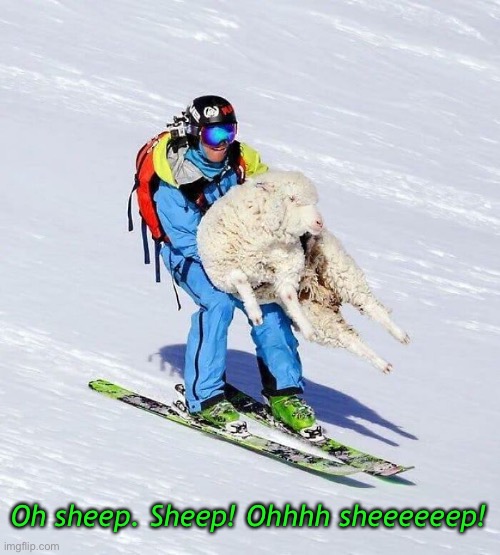 Sheep! | Oh sheep. Sheep! Ohhhh sheeeeeep! | image tagged in funny memes,sheep,skiing | made w/ Imgflip meme maker