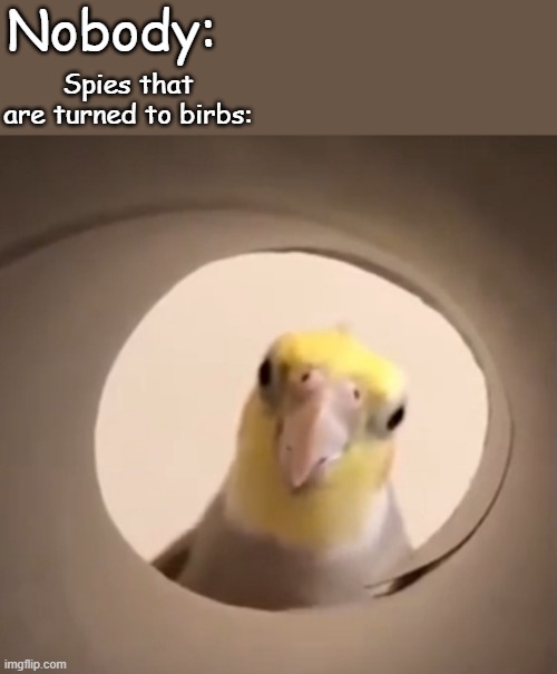 Spy | Nobody:; Spies that are turned to birbs: | image tagged in cockatiel all seeing eye | made w/ Imgflip meme maker