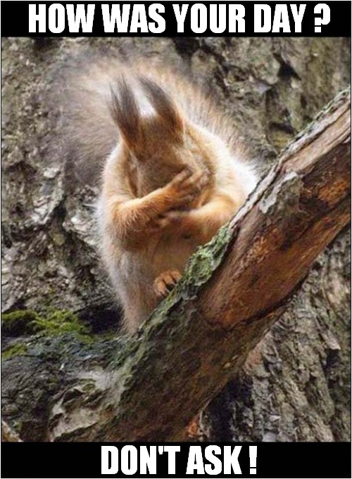 Hello, Mr Squirrel ! | HOW WAS YOUR DAY ? DON'T ASK ! | image tagged in fun,squirrel | made w/ Imgflip meme maker