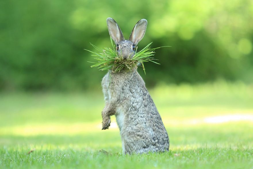 “Eh What’s Up Doc?” Photo credit: Olivier Colle | image tagged in awesome,pics,photography | made w/ Imgflip meme maker