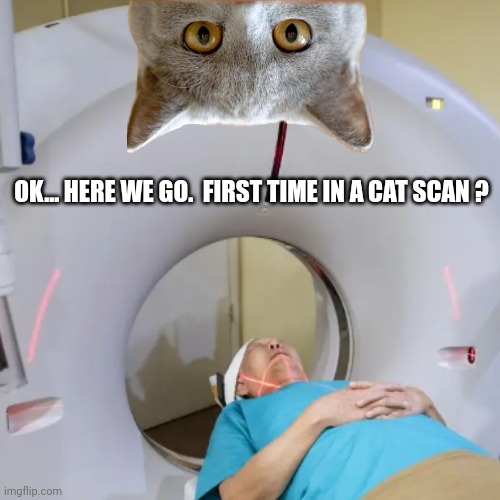 Cat Scan | OK... HERE WE GO.  FIRST TIME IN A CAT SCAN ? | image tagged in cats,research cat,medical school,funny cat memes,fun,first time | made w/ Imgflip meme maker