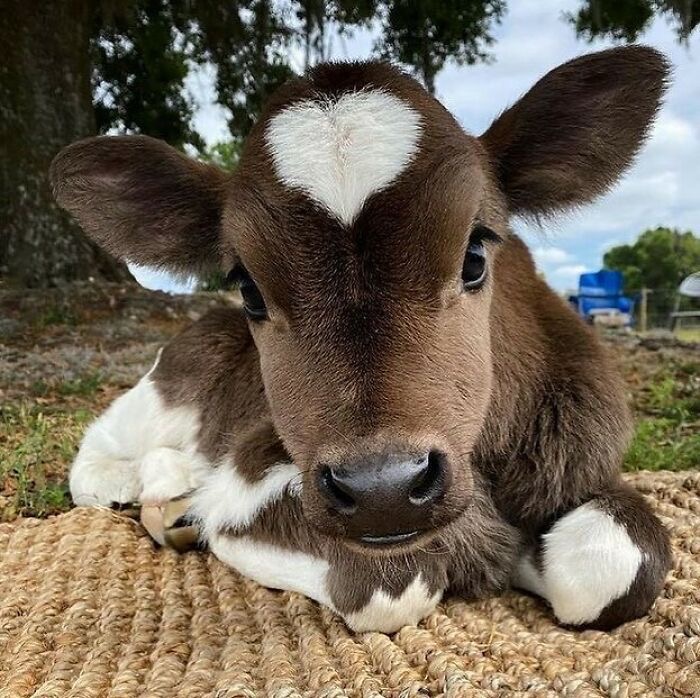 Adorable Calf | image tagged in awesome,pics,photography | made w/ Imgflip meme maker