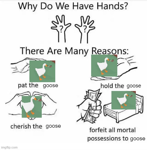 *honk* | goose; goose; goose; goose | image tagged in why do we have hands all blank | made w/ Imgflip meme maker