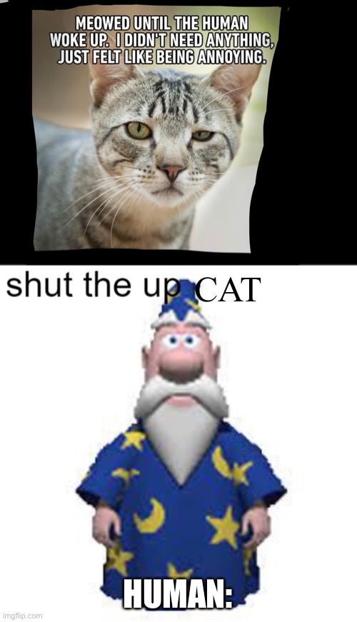 CAT; HUMAN: | image tagged in shut the up | made w/ Imgflip meme maker