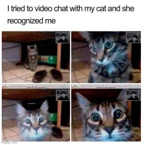 It’s funny whoever tried it | image tagged in cats,recognizing | made w/ Imgflip meme maker