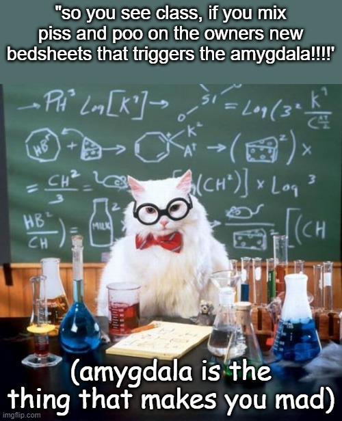 xtremley unfunny!!!!!!!! yeah!!!!!!!!1 | "so you see class, if you mix piss and poo on the owners new bedsheets that triggers the amygdala!!!!'; (amygdala is the thing that makes you mad) | image tagged in memes,chemistry cat | made w/ Imgflip meme maker