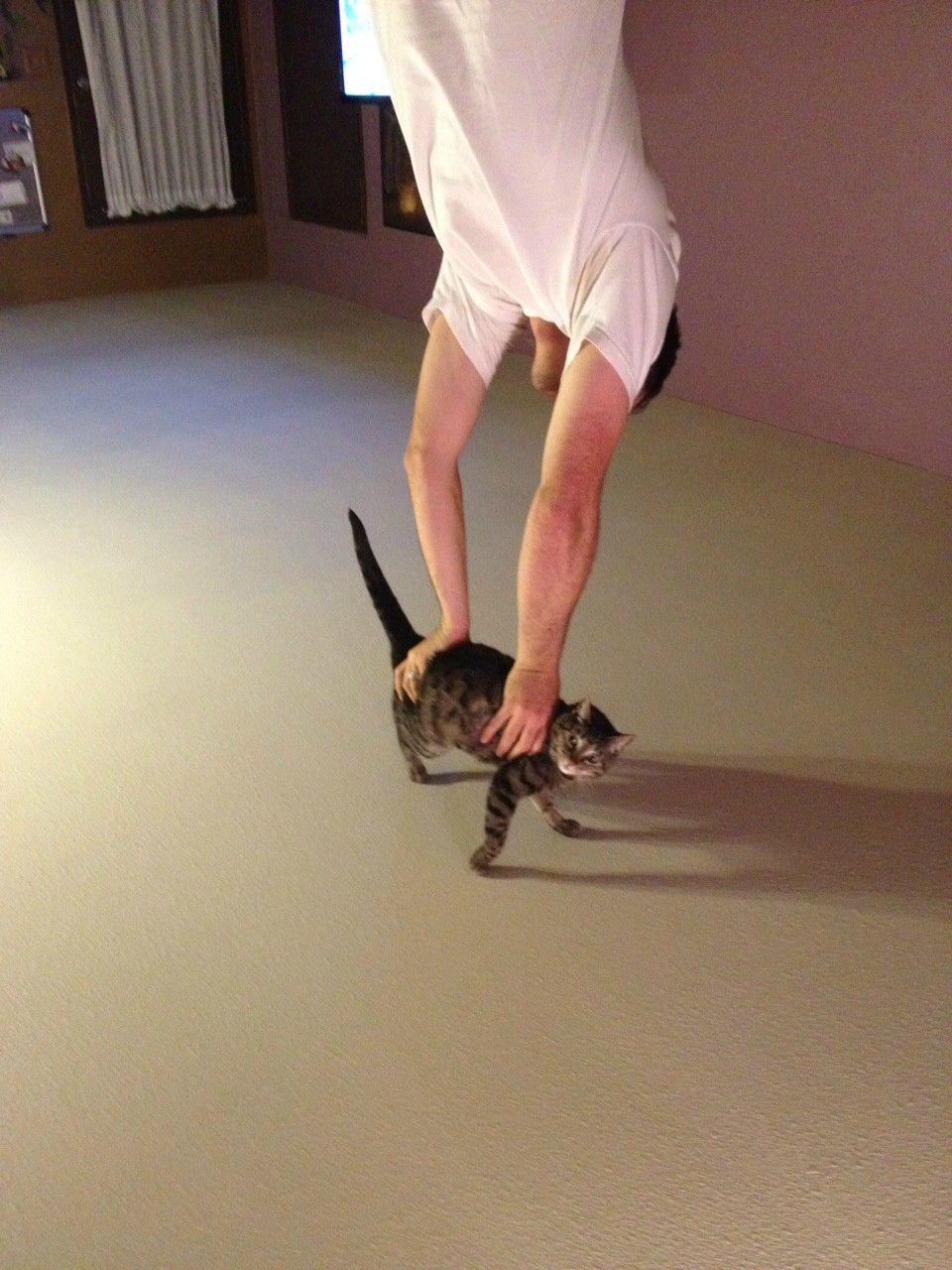 Handstand Cat Blank Meme Template