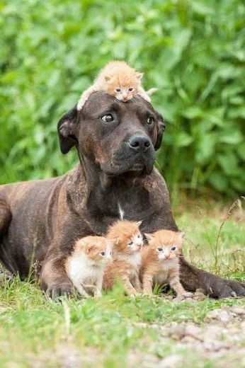 Dog Dad Blank Meme Template
