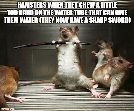 hamster | HAMSTERS WHEN THEY CHEW A LITTLE TOO HARD ON THE WATER TUBE THAT CAN GIVE THEM WATER (THEY NOW HAVE A SHARP SWORD) | image tagged in hamster ninja | made w/ Imgflip meme maker