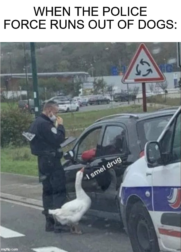 G o o s e | WHEN THE POLICE FORCE RUNS OUT OF DOGS: | image tagged in memes,funny,police,goose,duck,drug | made w/ Imgflip meme maker