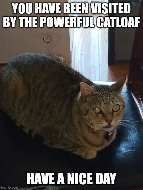 OMG its the loaf |  YOU HAVE BEEN VISITED BY THE POWERFUL CATLOAF; HAVE A NICE DAY | image tagged in memes,funny | made w/ Imgflip meme maker