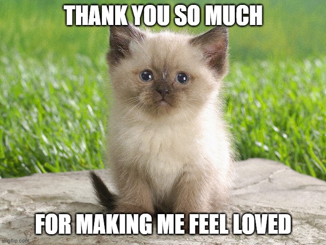 Thank You Kitten | THANK YOU SO MUCH; FOR MAKING ME FEEL LOVED | image tagged in thanks,thank you,kitten,cute kitten,feeling loved | made w/ Imgflip meme maker