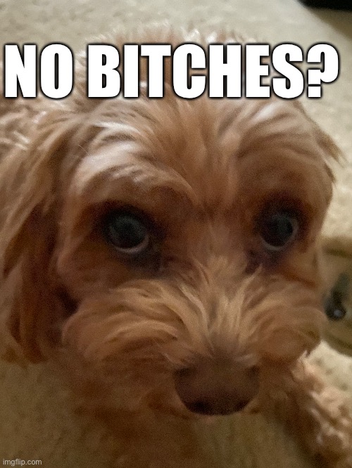 My doge as a meme | NO BITCHES? | image tagged in memes | made w/ Imgflip meme maker