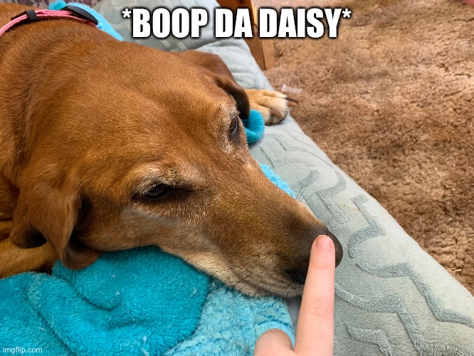 Wholesome meme | *BOOP DA DAISY* | made w/ Imgflip meme maker