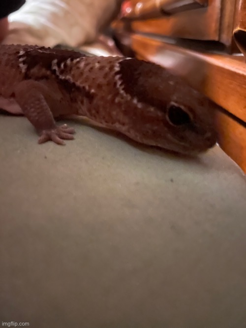 Cool lizard pic | made w/ Imgflip meme maker