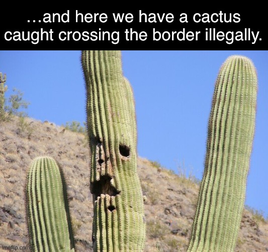 Succs to be you, Bud. | …and here we have a cactus caught crossing the border illegally. | made w/ Imgflip meme maker
