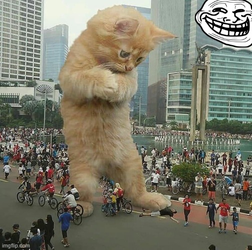 image tagged in cats | made w/ Imgflip meme maker