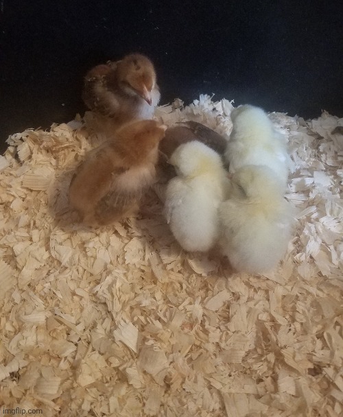 6 new chicks for eggs and meat: cuteness level 100 | image tagged in farming,country,chicken nuggets | made w/ Imgflip meme maker