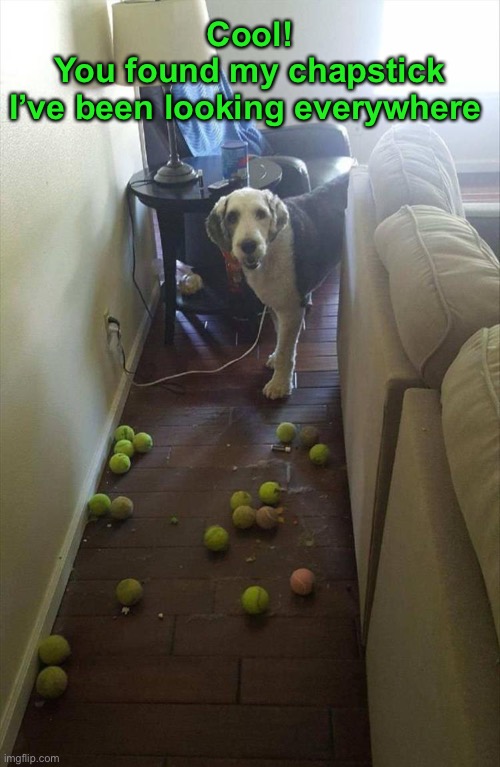 Nineteen balls, one chapstick, and lots of dust bunnies. | Cool!
You found my chapstick
I’ve been looking everywhere | image tagged in funny memes,funny dog memes | made w/ Imgflip meme maker