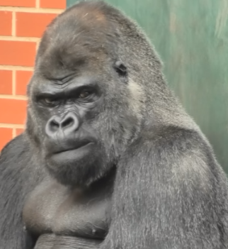 High Quality Fed Up Gorilla Blank Meme Template