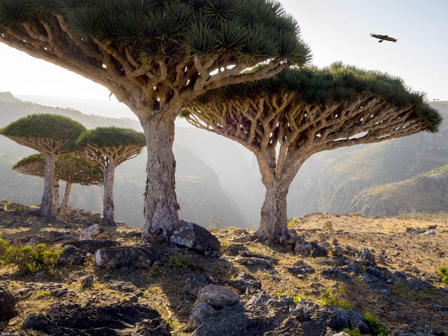 Dragon Trees Socotra Yemen | image tagged in awesome | made w/ Imgflip meme maker
