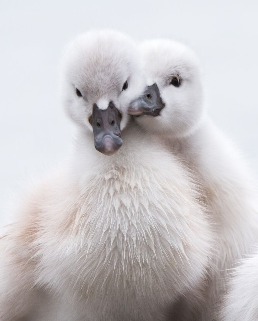 Baby Swans in the Lakefront Promenade of Toronto, Canada | image tagged in awesome,pics,photography | made w/ Imgflip meme maker