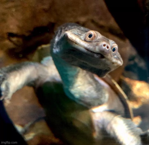 What a derpy lil guy | image tagged in turtle,cursed image | made w/ Imgflip meme maker