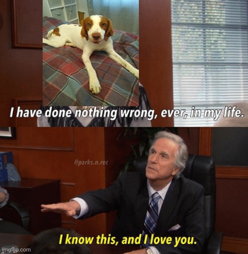 My puppy has never done anything wrong! | image tagged in i know this and i love you | made w/ Imgflip meme maker