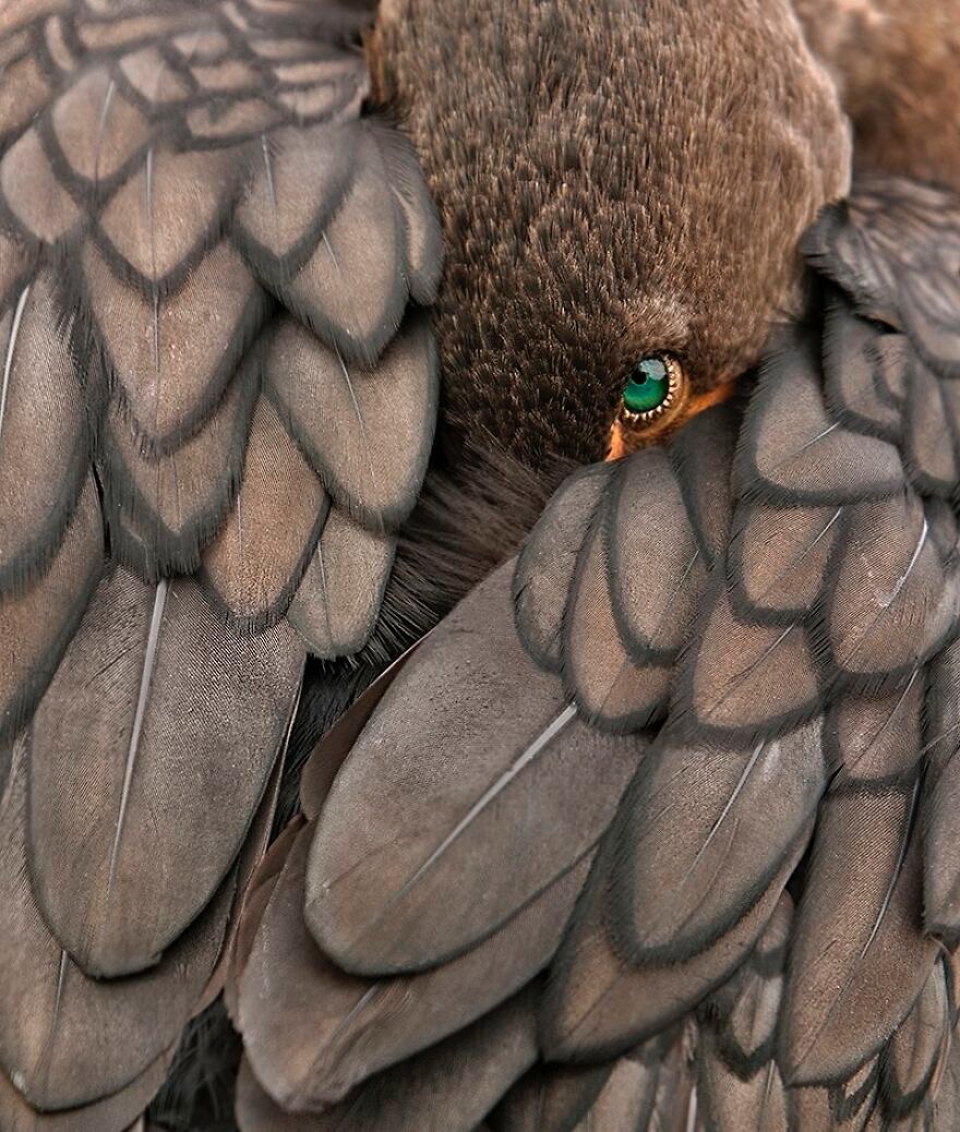 Close up of a Cormorant. Photo credit: Amy Marques | image tagged in awesome,pics,photography | made w/ Imgflip meme maker