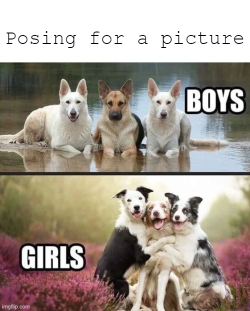 Posing for a pic |  Posing for a picture | image tagged in memes,cute dog,cute,funny memes | made w/ Imgflip meme maker