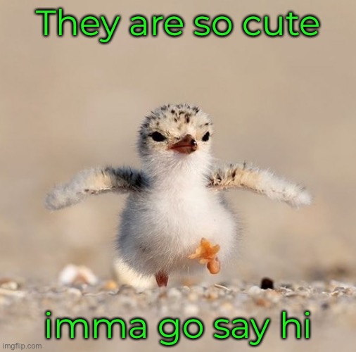 They are so cute imma go say hi | made w/ Imgflip meme maker