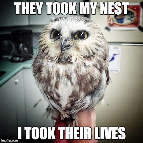 THEY TOOK MY NEST I TOOK THEIR LIVES | image tagged in AdviceAnimals | made w/ Imgflip meme maker